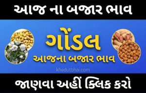 ગોંડલ માર્કેટ યાર્ડ ના ભાવ | ગોંડલ આજના બજાર ભાવ | Gondal APMC