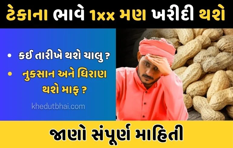Tekana Bhav Mungfali: ટેકાના ભાવે મગફળી ક્યારે થશે ચાલુ?